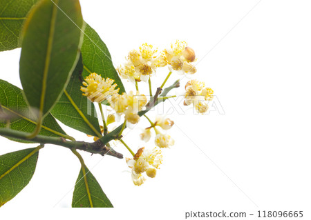 Green Laurus nobilis with flowers isolated on white background. Bay laurel, Green Laurus nobilis with flowers isolated on white background. Bay laurel, 118096665
