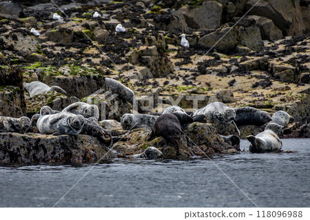 Colony With Group Of Atlantic Grey Seals (Halichoerus Grypus) On The Isle Of May In The Firth Of Forth Near Anstruther In Scotland Colony With Group Of Atlantic Grey Seals (Halichoerus Grypus) On The Isle Of May In The Firth Of Forth Near Anstruther In Scotland 118096988
