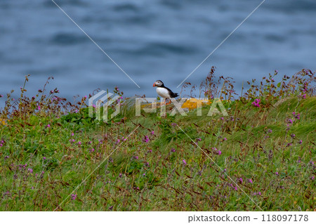 Seabird Species Atlantic Puffin (Fratercula arctica) On Seabird Reserve Handa Island In Scotland, UK Seabird Species Atlantic Puffin (Fratercula arctica) On Seabird Reserve Handa Island In Scotland, UK 118097178
