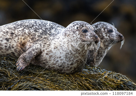 Relaxing Common Seals Or Harbor Seals (Phoca Vitulina) At The Atlantic Coast Of The Isle Of Skye Near Dunvegan In Scotland, UK Relaxing Common Seals Or Harbor Seals (Phoca Vitulina) At The Atlantic Coast Of The Isle Of Skye Near Dunvegan In Scotland, UK 118097184