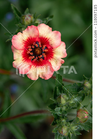 Red Blossom Of A Wild Rose And Closed Buds Red Blossom Of A Wild Rose And Closed Buds 118097185