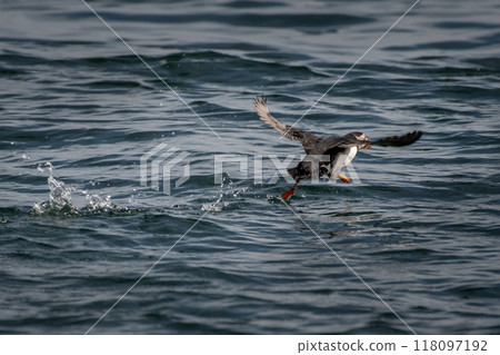 Starting Atlantic Puffin (Fratercula arctica) On Island Craigleith In The Firth Of Forth Near North Berwick In Scotland Starting Atlantic Puffin (Fratercula arctica) On Island Craigleith In The Firth Of Forth Near North Berwick In Scotland 118097192