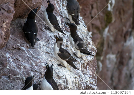 Seabird Species Razorbills (Alca Torda) At The Atlantic Coast Of St. Abbs Head In Scotland Seabird Species Razorbills (Alca Torda) At The Atlantic Coast Of St. Abbs Head In Scotland 118097194