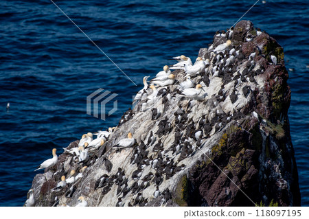 Breeding Seabirds Northern Gannets (Morus Bassanus), Common Guillemots (Uria Aalge) and Razorbills (Alca Torda) At The Atlantic Coast Of St. Abbs Head In Scotland, UK Breeding Seabirds Northern Gannets (Morus Bassanus), Common Guillemots (Uria Aalge) and Razorbills (Alca Torda) At The Atlantic Coast Of St. Abbs Head In Scotland, UK 118097195