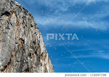Colony Of Nesting Seabirds Northern Gannets (Morus Bassanus) On Bass Rock Island In The Atlantic Ocean Of Firth of Forth At North Berwick Near Edinburgh In Scotland 118097196