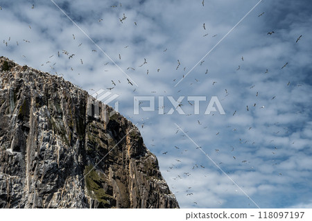 Colony Of Nesting Seabirds Northern Gannets (Morus Bassanus) On Bass Rock Island In The Atlantic Ocean Of Firth of Forth At North Berwick Near Edinburgh In Scotland 118097197