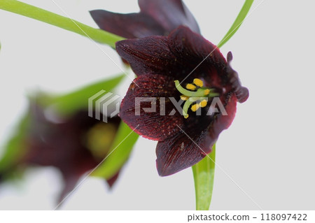 黑百合 黑百合 118097422