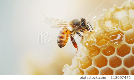 A honeycomb floated in the air with a single bee on a white background. 118097475