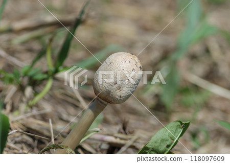 Round mushroom 118097609