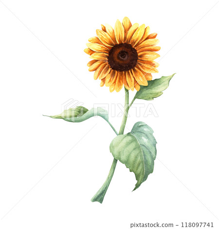 The sunflower large annual forb plant. Hand drawn botanical watercolor illustration isolated on white background. For clip art cards menu label package 118097741