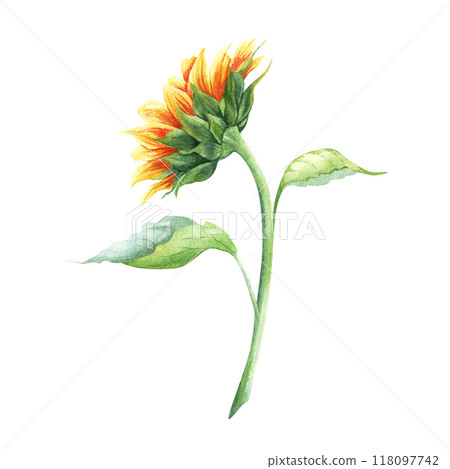 The sunflower large annual forb plant back view. Hand drawn botanical watercolor illustration isolated on white background. For clip art cards menu label package 118097742
