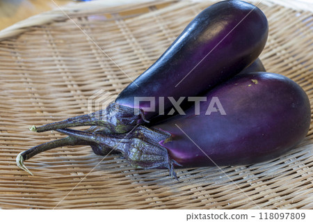 Harvested eggplant 118097809