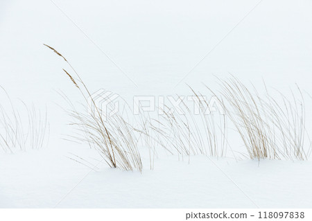 Dry ears of coastal grass are on blurred white background Dry ears of coastal grass are on blurred white background 118097838
