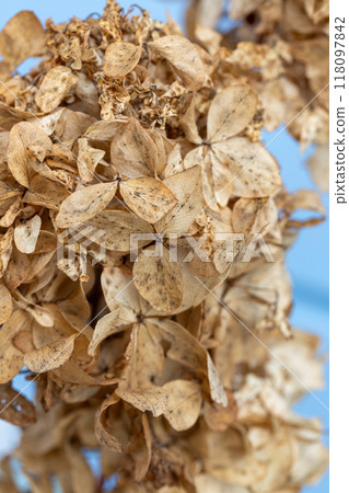 Dry flowers, natural background, vertical macro photo of Hydrangea 118097842