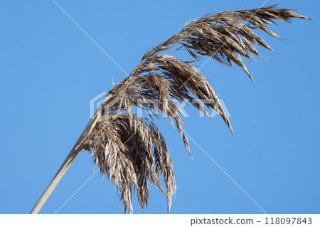 Dry spike of common reed is under blue sky background 118097843
