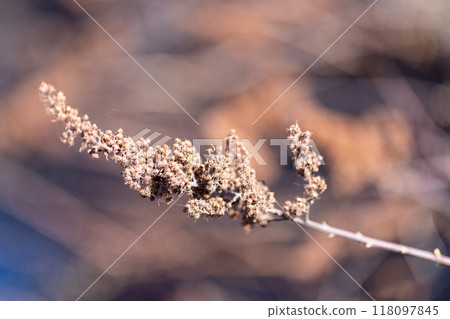 Dry flower of the Spiraea douglasii, macro photo Dry flower of the Spiraea douglasii, macro photo 118097845