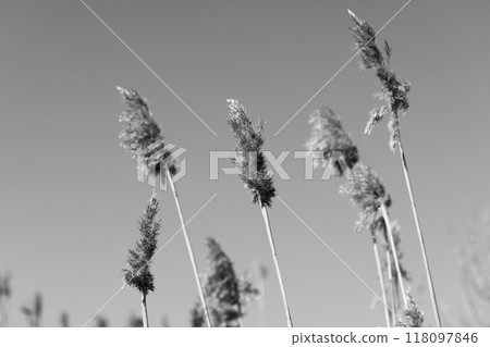 Dry spikes of common reed are under the sky on a winter day 118097846