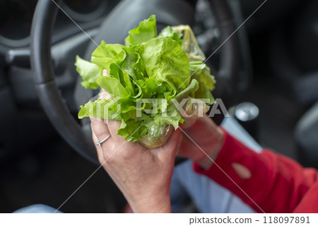 Hands hold a bunch of fresh lettuce leaves against the background of a blurred car steering wheel. Hands hold a bunch of fresh lettuce leaves against the background of a blurred car steering wheel. 118097891