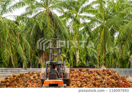 worker operates a forklift to unload harvested palm oil fruit 118097893