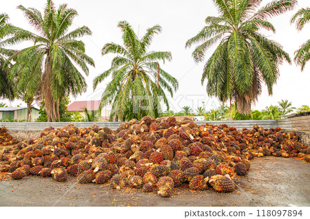 Fresh Fruit Bunch (FFB) in a Palm Oil Plantation after cutting 118097894