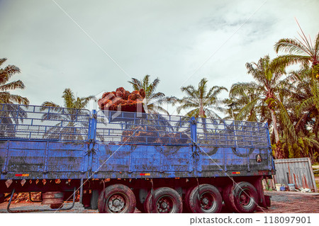 worker operates a forklift to unload harvested palm oil fruit worker operates a forklift to unload harvested palm oil fruit 118097901