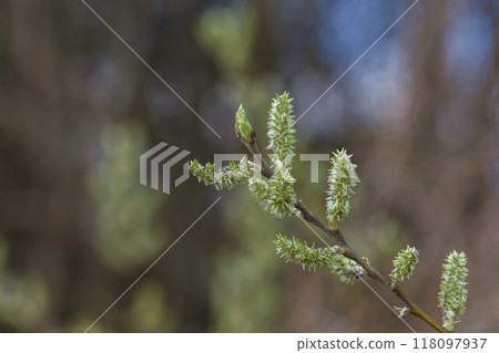 Tender spring buds of a long-eared willow close-up. 118097937