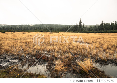 Golden grasses blanket the Jizerka peat bog during autumn, surrounded by the Jizera Mountains' dense forests. The wetland reflects a tranquil, seasonal transformation in Czechia's nature. 118097970