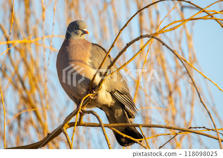 A Beautiful Bird Perched on a Branch, Captured in Vibrant Natural Light Amidst Nature 118098025