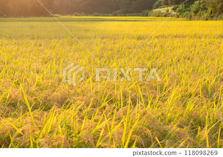 Golden rice fields at dusk in autumn Golden rice fields at dusk in autumn 118098269