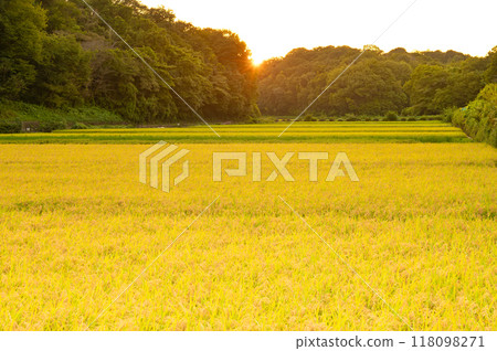 稻田被夕陽的光芒染成金色 118098271
