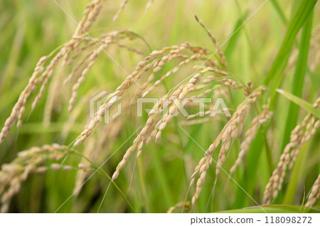 金穗稻穗特寫 118098272