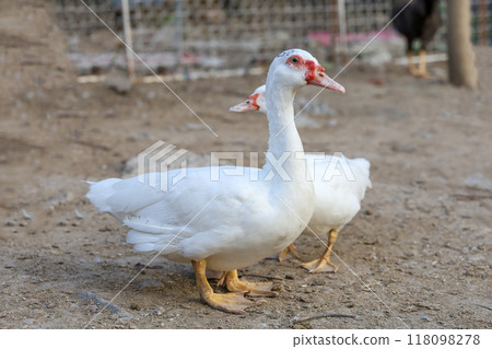 The white duck in nature farm thailand The white duck in nature farm thailand 118098278