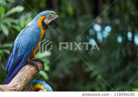 Close up head the Blue macaw parrot bird in garden 118098280