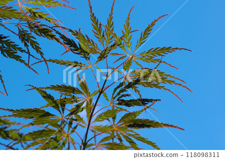 紅鮭魚與夏末的藍天 118098311