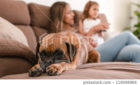 Boxer dog resting by mother and girl on sofa at home 118098968