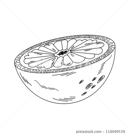 Half of juicy orange or grapefruit in peel, outline illustration doodle fruit Half of juicy orange or grapefruit in peel, outline illustration doodle fruit 118099539