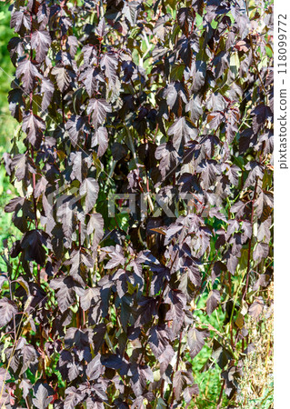 Full frame of Norway maple leaves on a sunny day. 118099772