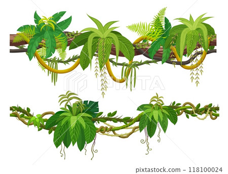 Tropical jungle forest liana and vine branch of ivy creeper plant, cartoon vector. Tropical rainforest liana and Amazon jungle bindweed tree with climbing and hanging green leaves of forest hedera 118100024