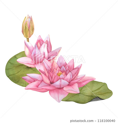 Lotus Flowers. Hand drawn Watercolor illustration of tropical pink waterlily and green leaves on isolated background. Buds water lily on isolated background. Botanical drawing for spa or Zen design 118100040