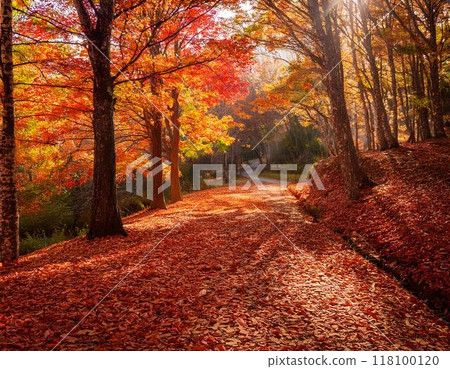 Autumn park with autumn leaves 118100120