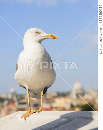 Yellow-legged gull in Rome 118100613