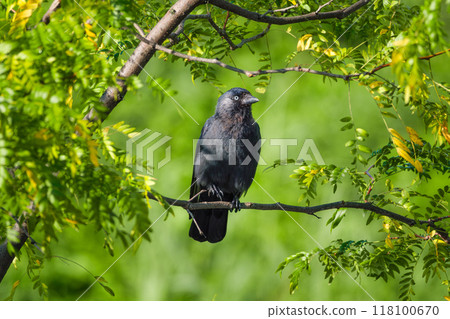 Western jackdaw. A bird on a branch. Blurred background. Western jackdaw. A bird on a branch. Blurred background. 118100670