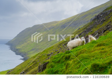 Highland sheep in a meadow. Faroe Islands, Denmark. View of the field and animal. 118100689