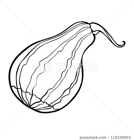 Pumpkin Sketch. Graphics illustration zucchini painted by black inks. Linear drawing vegetable marrow on isolated. Engraving for designs fall harvest and Thanksgiving day. Vector in line art style 118100955