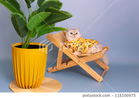 A cute white cat in yellow sweatshirt lies on a straw chaise longue, looking up A cute white cat in yellow sweatshirt lies on a straw chaise longue, looking up 118100973