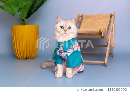 Calm white cat in blue hawaiian shirt, sitting near a straw lounger 118100992