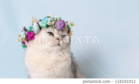 White cat in flower wreath on head, on light-blue background, looking away White cat in flower wreath on head, on light-blue background, looking away 118101012