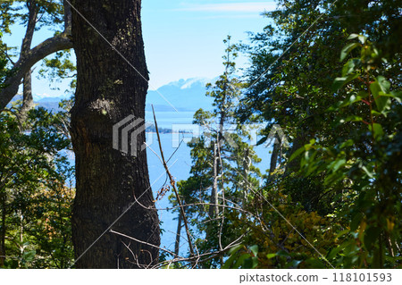 beautiful green forest with mountains in the background beautiful green forest with mountains in the background 118101593