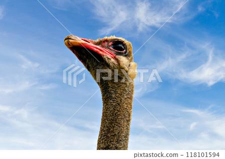 Ostrich head close-up on blue background with white clouds Ostrich head close-up on blue background with white clouds 118101594