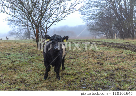 Black and white cow grazing in a grassy landscape Black and white cow grazing in a grassy landscape 118101645